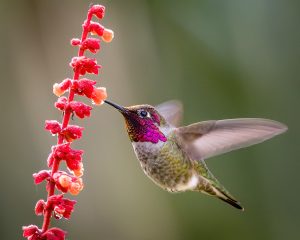 Anna's Hummingbird by Becky Matsubara